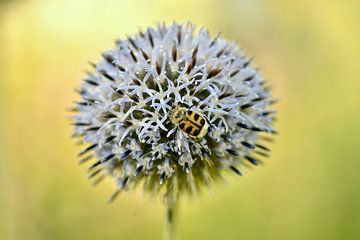 Penseelkever op een Allium bloembol van Netty Kempkes