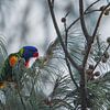 Lori mangeant dans l'arbre III sur Geke Woudstra