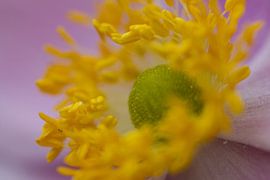 Close-up van het hart van een clematis