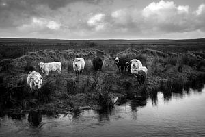 Bovins au pâturage en Irlande (n&b)