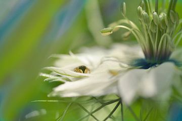 Sehr kleine Spinne von Corinne Welp