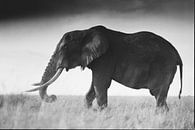 Een eenzame Tusker in de Masai Mara van Rogier Muller thumbnail