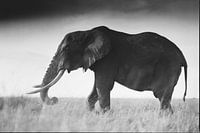A lone Tusker in the Masai Mara