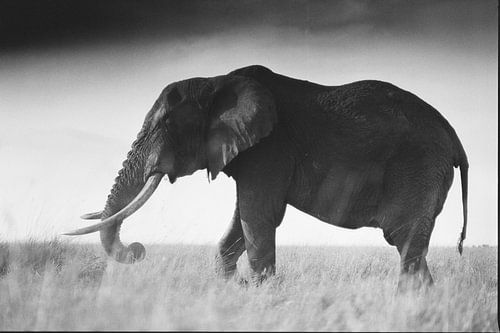 Un tusker solitaire dans le Masai Mara