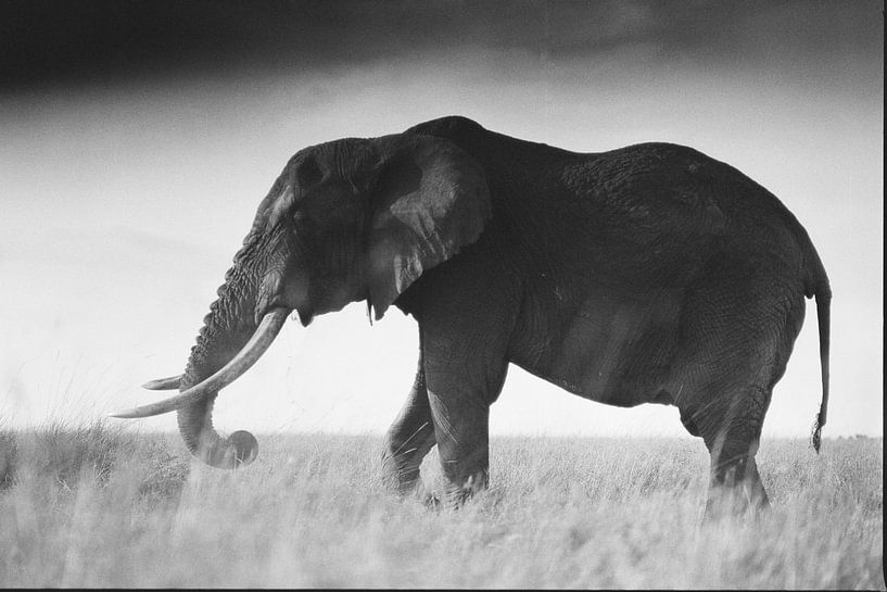 Een eenzame Tusker in de Masai Mara van Rogier Muller