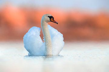 Adult male Mute Swan (Cygnus olor) by Beschermingswerk voor aan uw muur