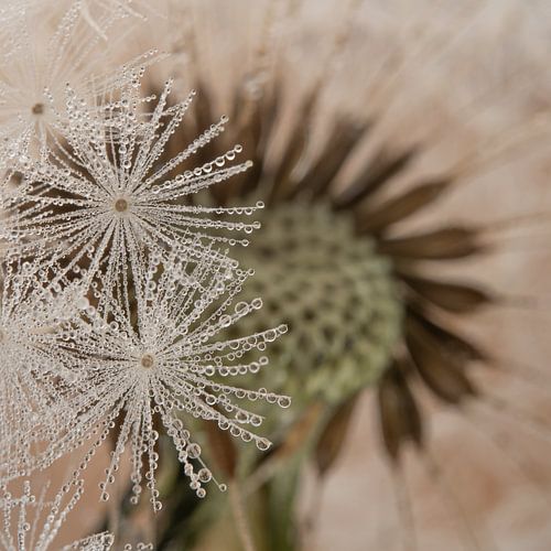 Verstopt achter de pluisjes de pluizenbol