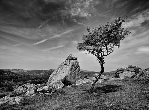 A Tree