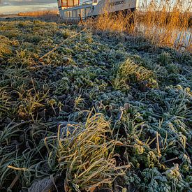 Ripe on the grass in Birch Lake. by peterheinspictures