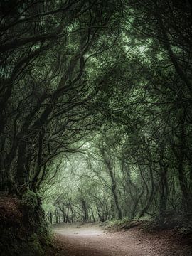 Forest on the island of Tenerife in Spain. by Voss Fine Art Fotografie