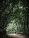 Wald auf der Insel Teneriffa in Spanien. von Voss Fine Art Fotografie Miniaturansicht
