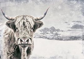 Highlander écossais Highland Cow Cattle sur Niklas Maximilian