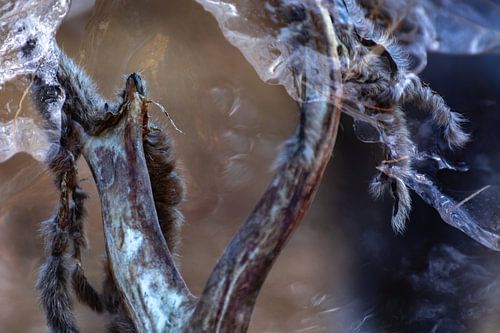 Sneeuwkristallen op rendiergewei | Fine Art