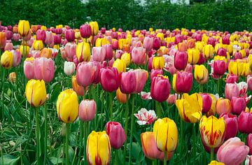 field with tulips on the floriade 2012   by ChrisWillemsen
