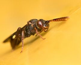 Wespenbiene auf gelb