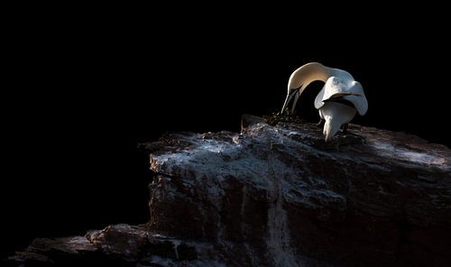 Voorbereiding (Jan van Gent)