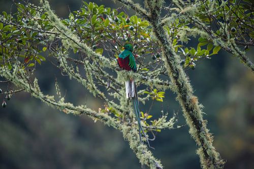 Bird of paradise in Costa Rica