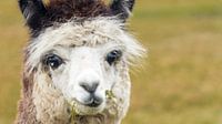Portrait white alpaca by Hilda Weges thumbnail