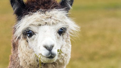 Portret witte alpaca