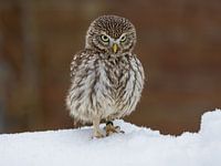 Little Owl with a fierce look