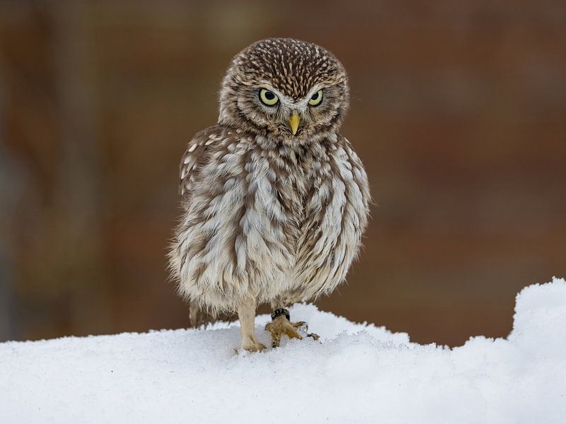 Little Owl with a fierce look by Manuel Weiter
