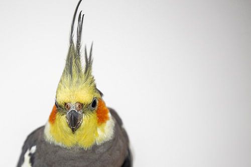 Cockatiel