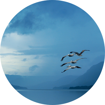 Fantasie vlucht van Mirakels Kiekje