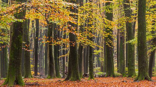 Herfst in het Speulderbos