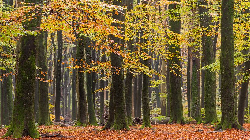 Herbst im Speulder Wald von Frank Smit Fotografie