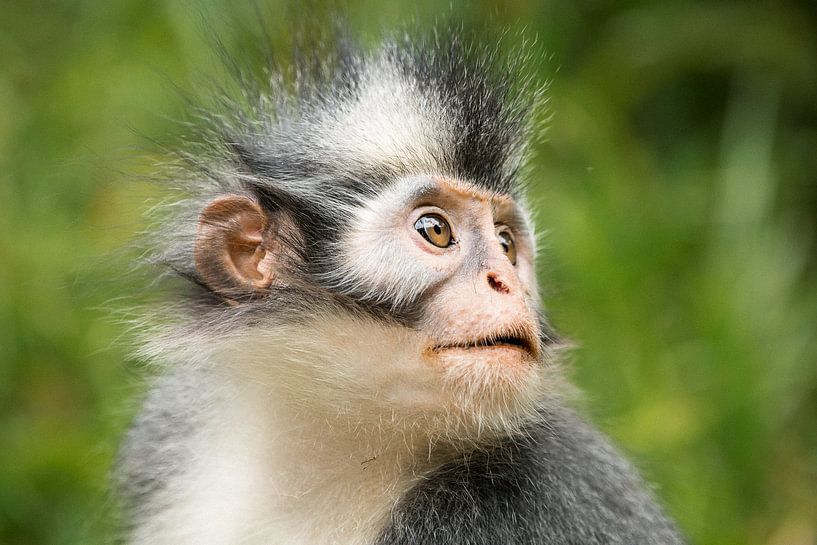 Thomaslangoer - Sumatra, Indonesia by Martijn Smeets