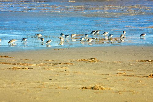 Tureluurs voeden zich op de Waddensea.