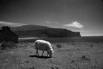 Sheep on Orkney by Mario van Loon