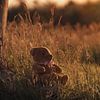 Teddybeer zittend tussen het hoge gras bij zonsondergang van Mayra Fotografie