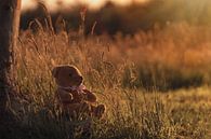 Teddybär sitzt bei Sonnenuntergang im hohen Gras von Mayra Fotografie Miniaturansicht