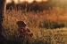 Teddybeer zittend tussen het hoge gras bij zonsondergang van Mayra Fotografie