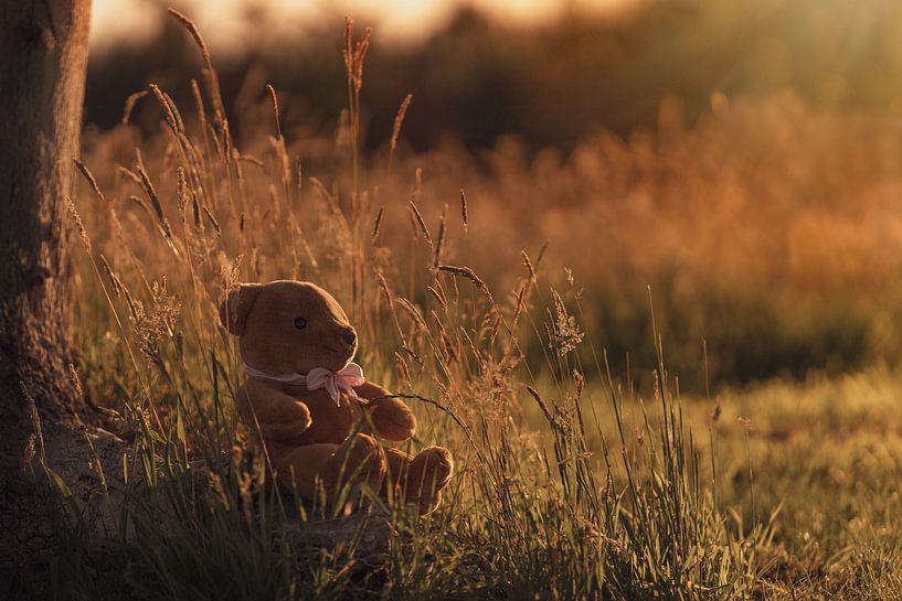 Teddybär sitzt bei Sonnenuntergang im hohen Gras von Mayra Fotografie
