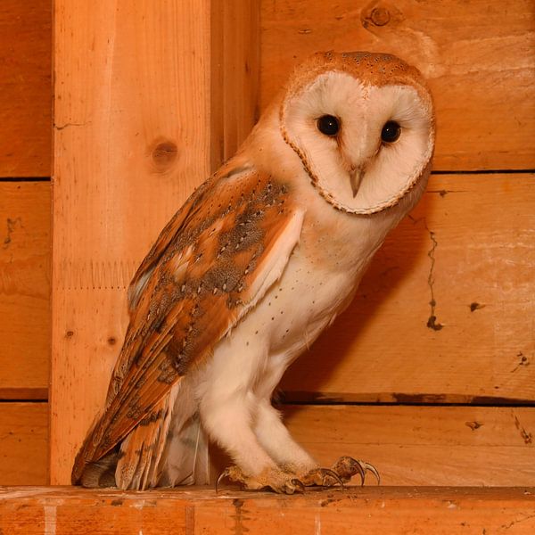 Chouette effraie ( Tyto alba ) sur le toit d'un clocher d'église, animaux sauvages, Europe. par wunderbare Erde