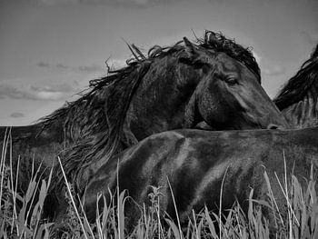 Friesenpferde im Wind 5