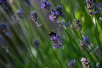 Hommel in lavendel