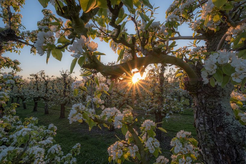 Bloesem in de boomgaard by Moetwil en van Dijk - Fotografie