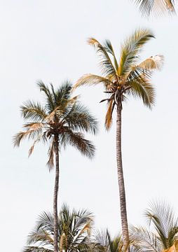 Palmbomen van David Potter