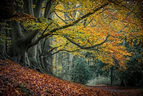 Bos, herfst en de mooiste kleur