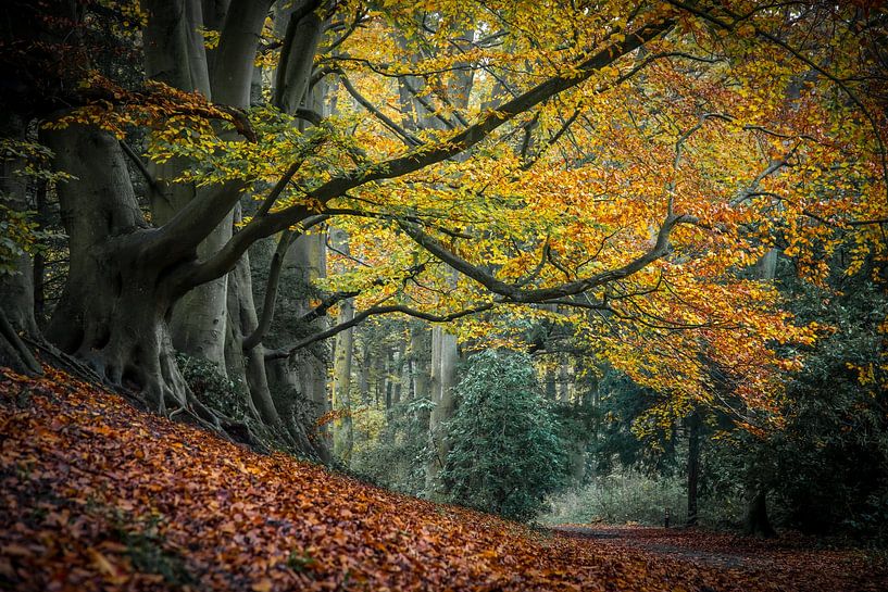 La forêt, l'automne et la plus belle des couleurs par Dirk van Egmond