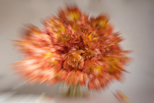 Explosion von Tulpen