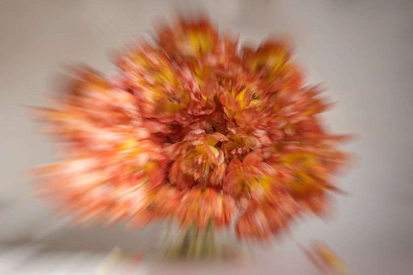 Explosion of Tulips by Roland de Zeeuw