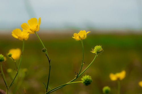 Dreamy buttercups