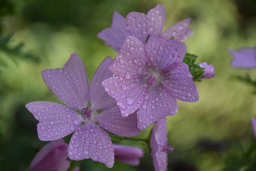 Des fleurs mauve sauvage au jardin