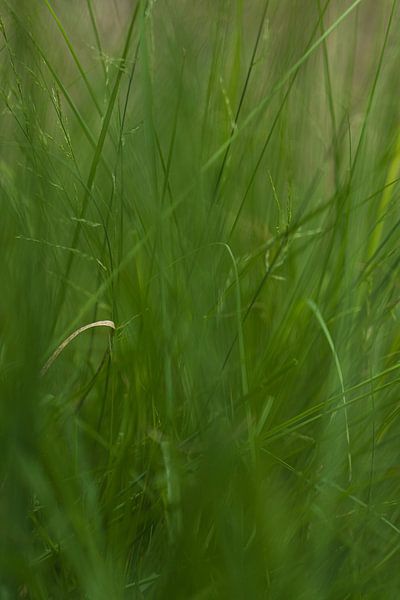 Summer grass (Netherlands) by Marcel Kerdijk