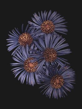 Macrofoto van blauwpaarse anemonen