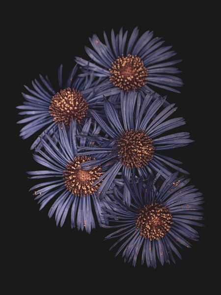 Photo macro d'anémones bleu-violet par Adje Photography